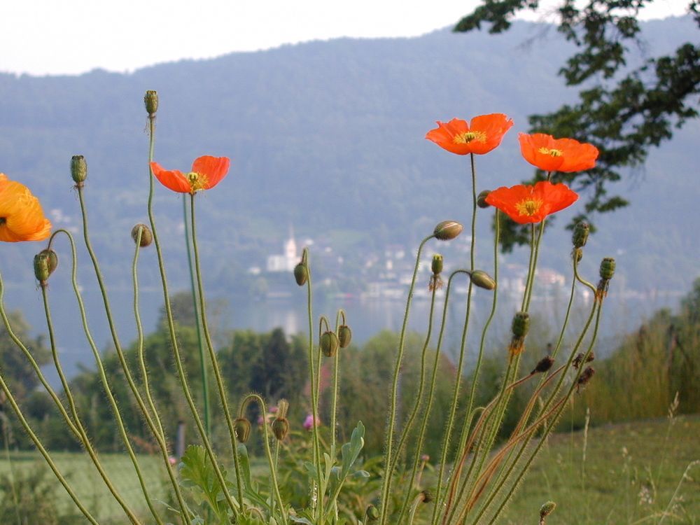 Landhaus Strussnighof Pörtschach am Wörthersee Εξωτερικό φωτογραφία